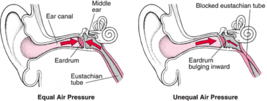 Ear Diagram