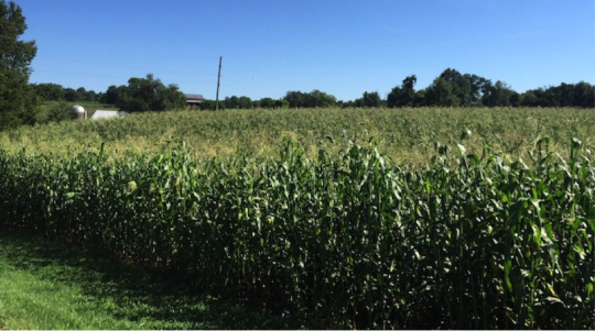 Buffalo Trace corn crop