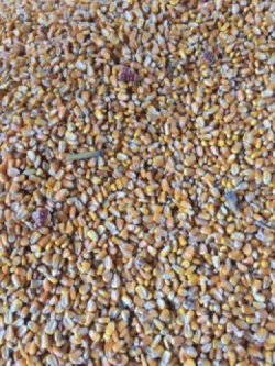 Corn Kernels