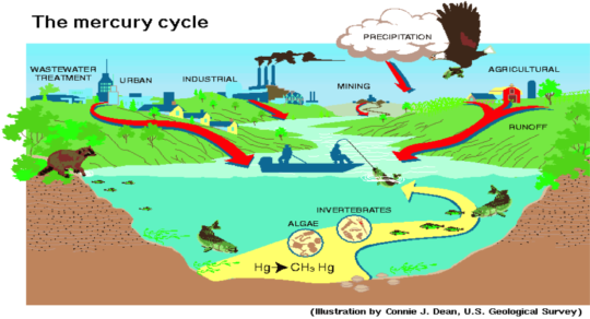 Mercury Cycle