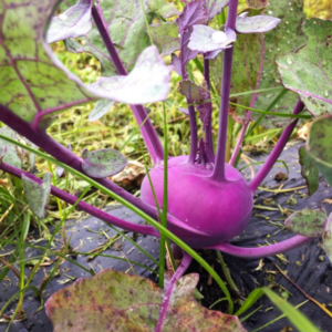 purple kohlrabi