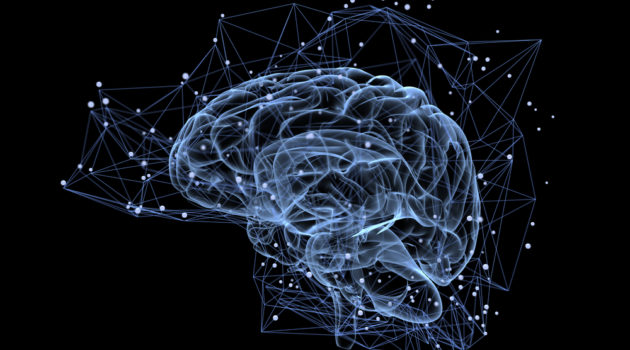 brain