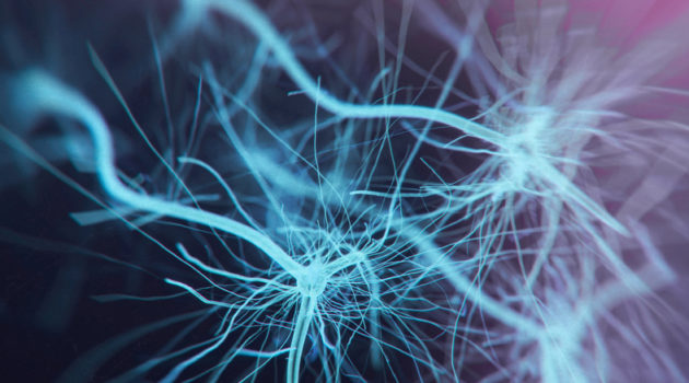 neurons
