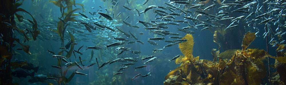 School of fish in the sea.