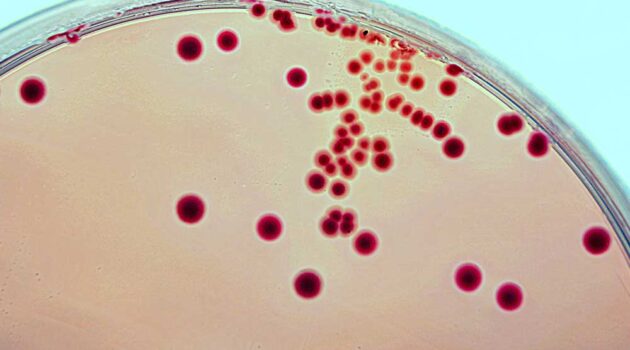 Scientific illustration of bacteria.