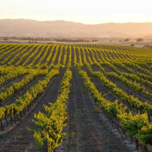 Landscape view of a vinyard.