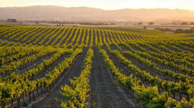 Landscape view of a vinyard.