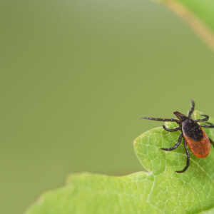 Small brown and black tick on a green leaf.