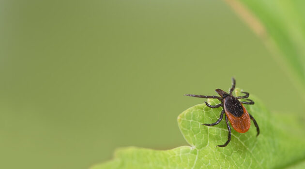 Small brown and black tick on a green leaf.