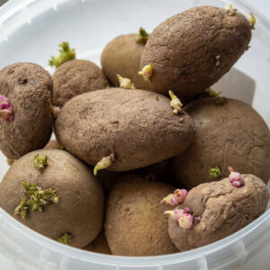 Picture of sprouted potatoes in plastic container